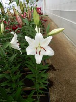 [4258 Gandhara No101.JPG]